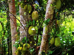 cuántos hijos tuvo laura branigan