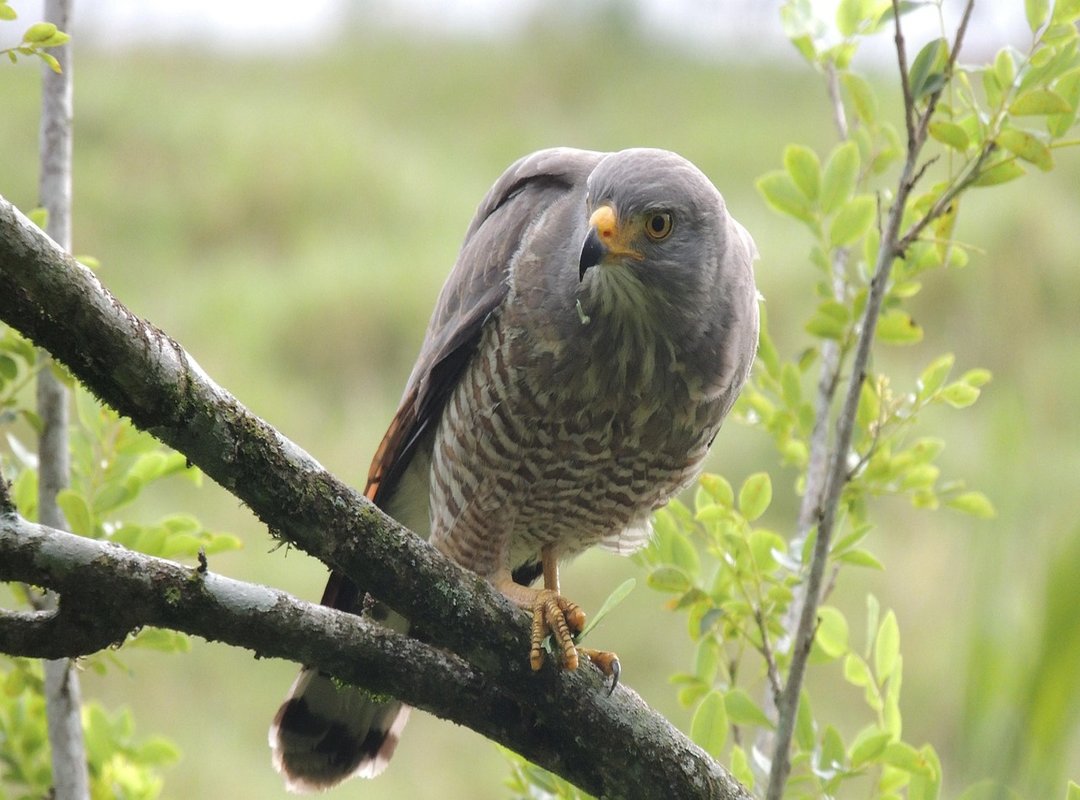 How to Play Valorant Vrstgameplay